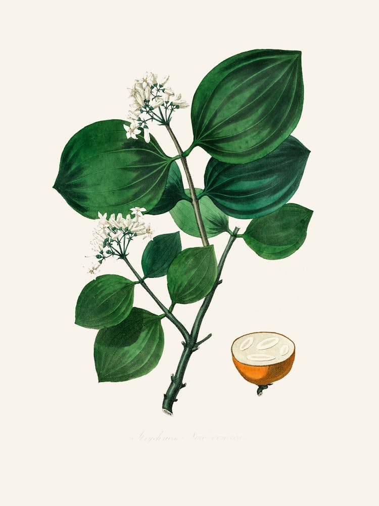 Vintage Botanical John Stephenson and James Morss Churchill_2731687