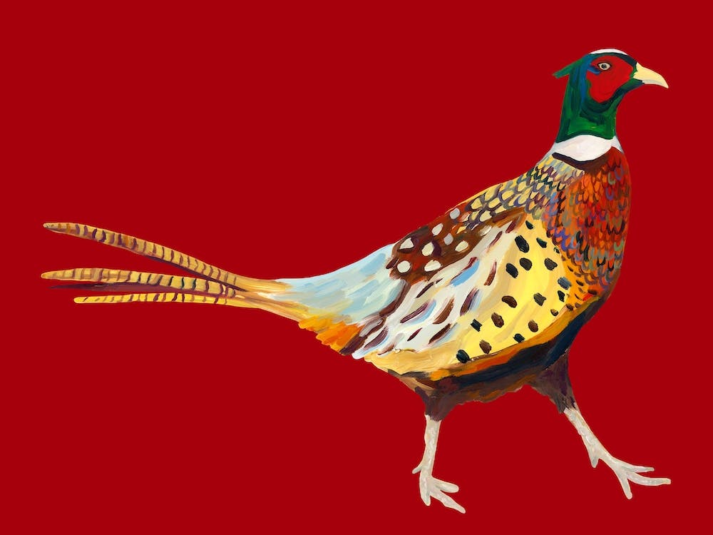 Pheasant on Red