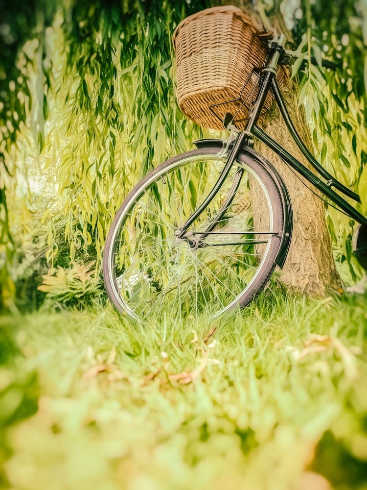 Willow Tree With Bicycle