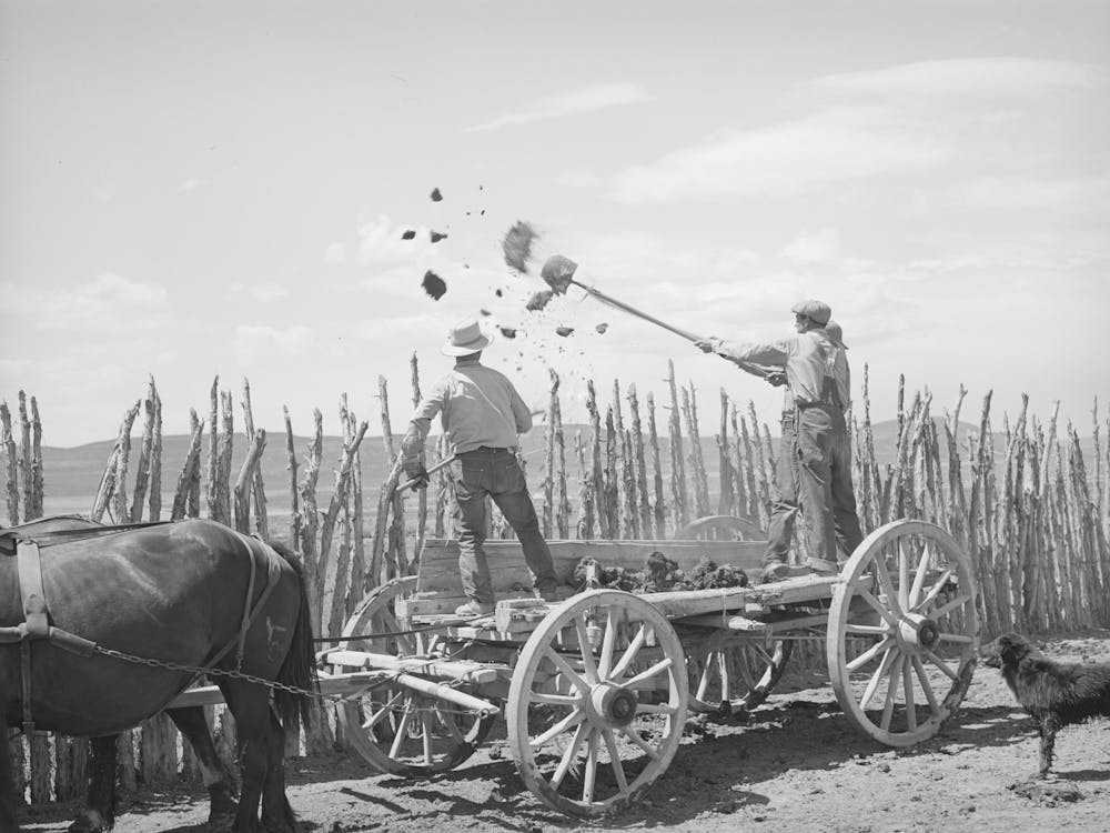 The Old Method Of Getting Rid Of Manure, Throwing It Over The Fence, Box Elder County, Utah By Russell Lee