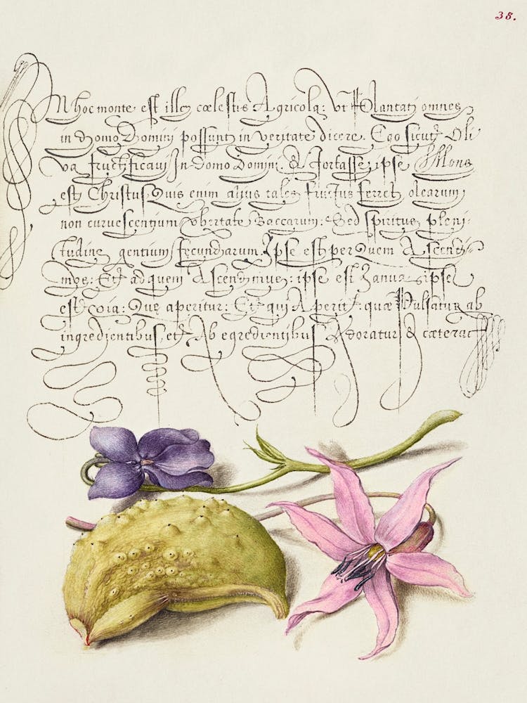 Sweet Violet, Gourd, And Dog Tooth Violet From Mira Calligraphiae Monumenta, Joris Hoefnagel