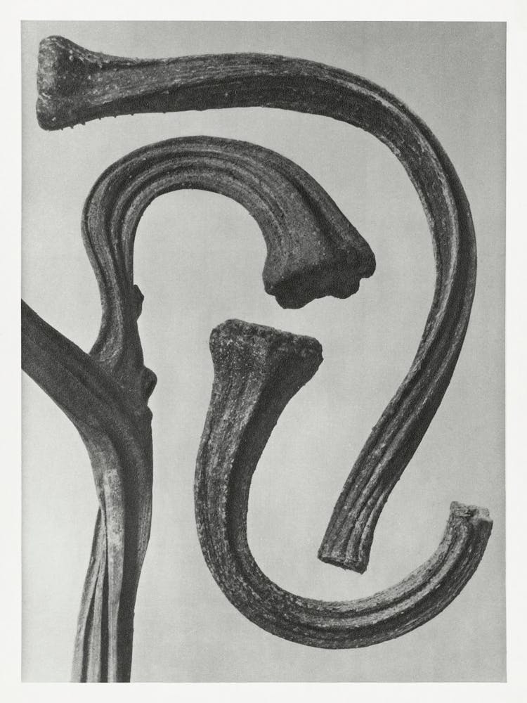 Stems Of A Pumpkin (1928), Karl Blossfeldt