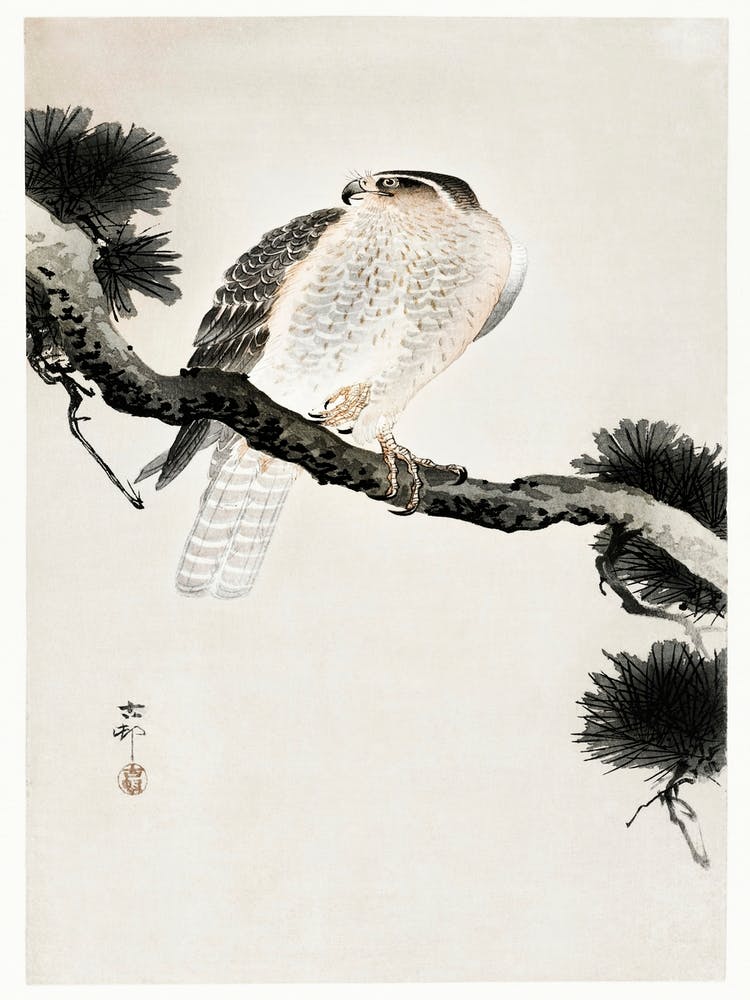 Hawk On Pine Branch (1900 1930), Ohara Koson