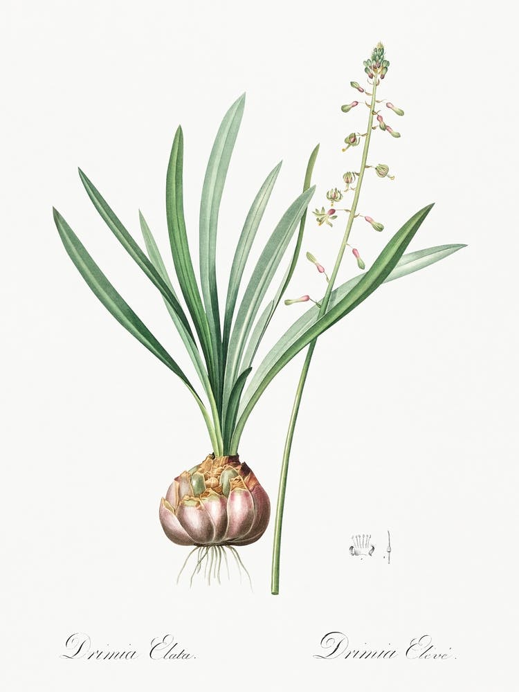 Satin Squill Illustration From Les Liliacées (1805), Pierre Joseph Redoute