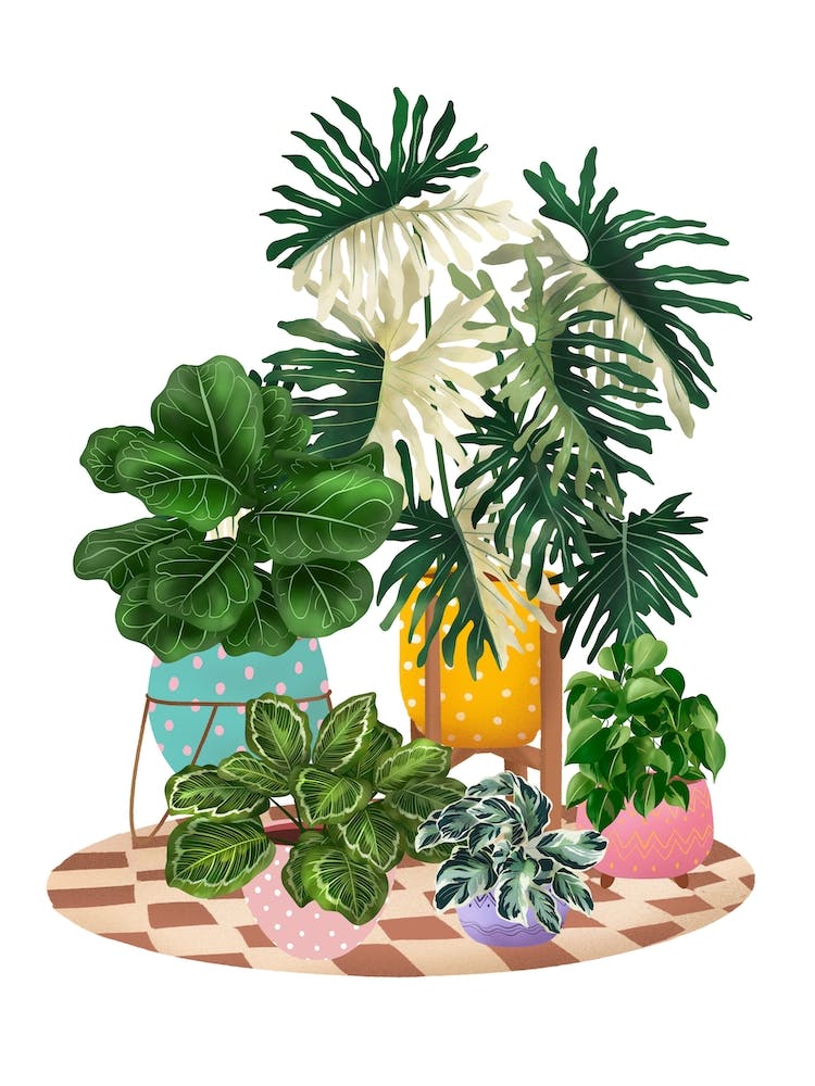 Colourful Potted Plants 1