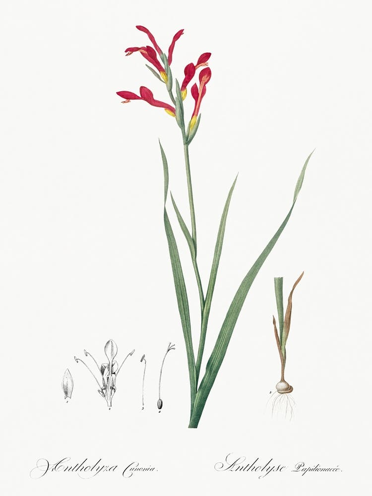 Gladiolus Cunonius, Pierre Joseph Redoute
