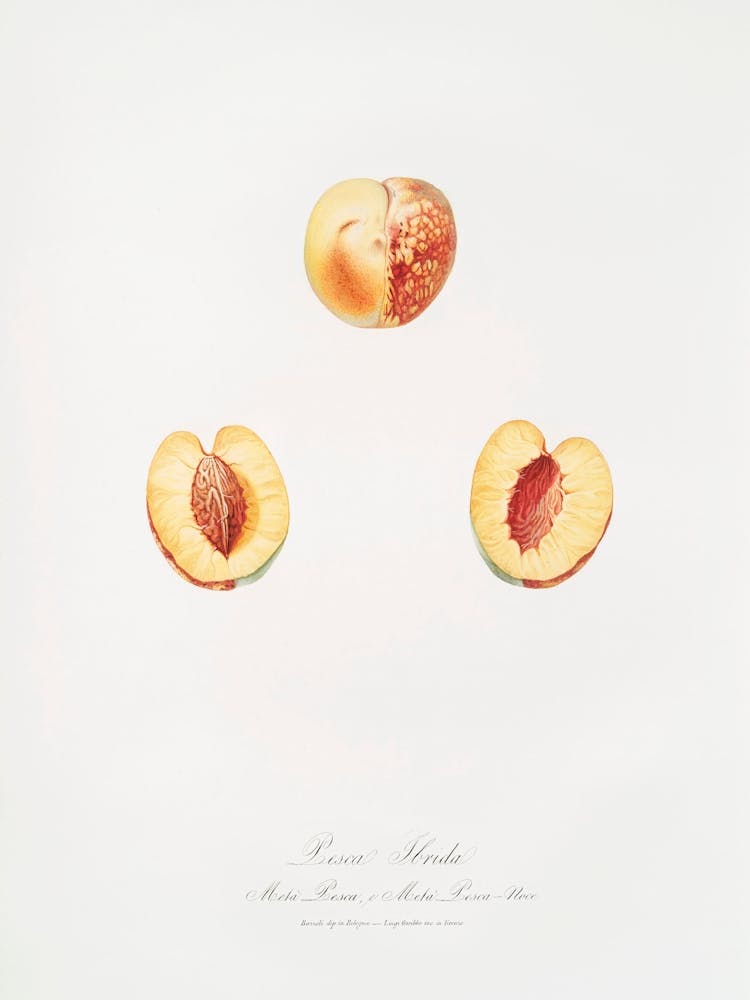 Nectarine (Malus Persica Hybrida) From Pomona Italiana (1817 1839), Giorgio Gallesio