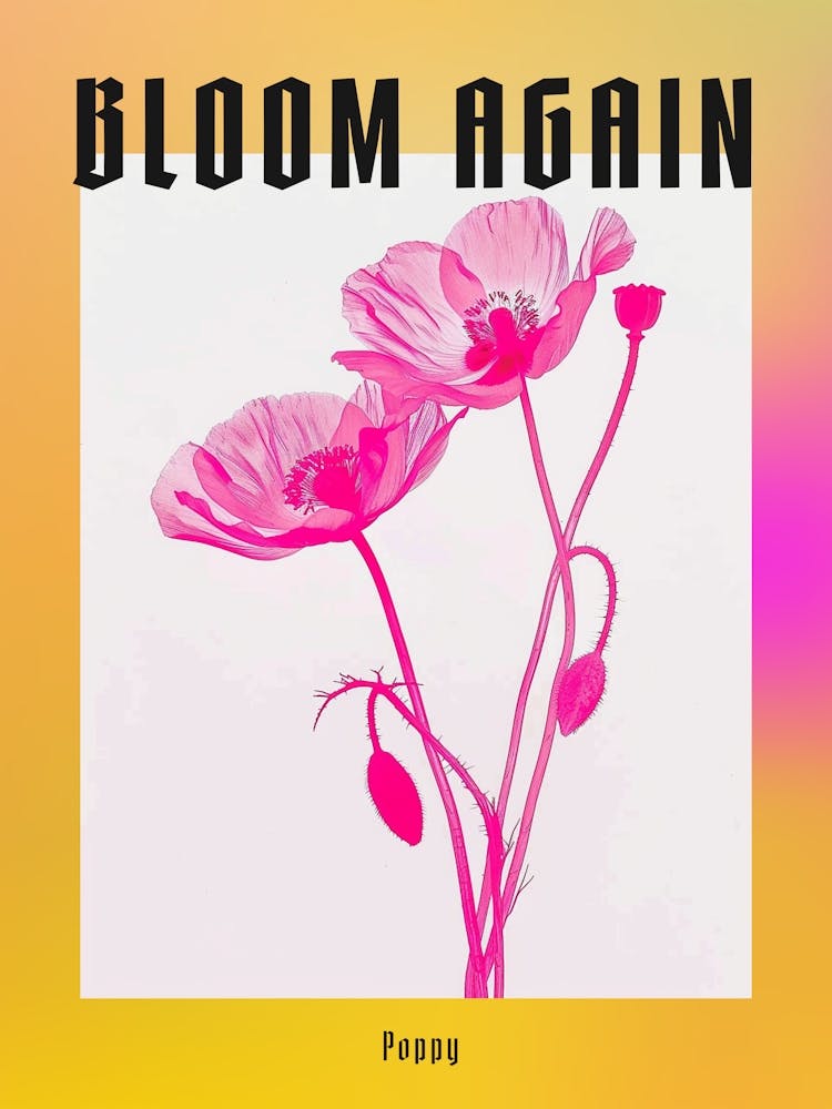 Coquelicot Rose Vif 1 Affiche