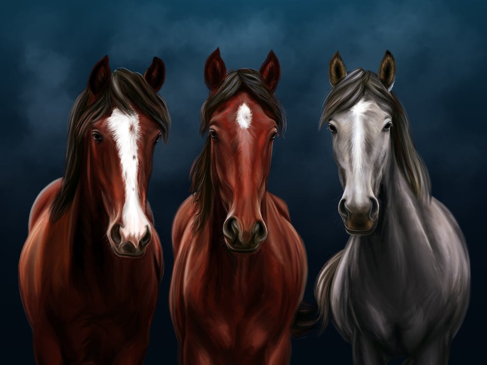 Horses