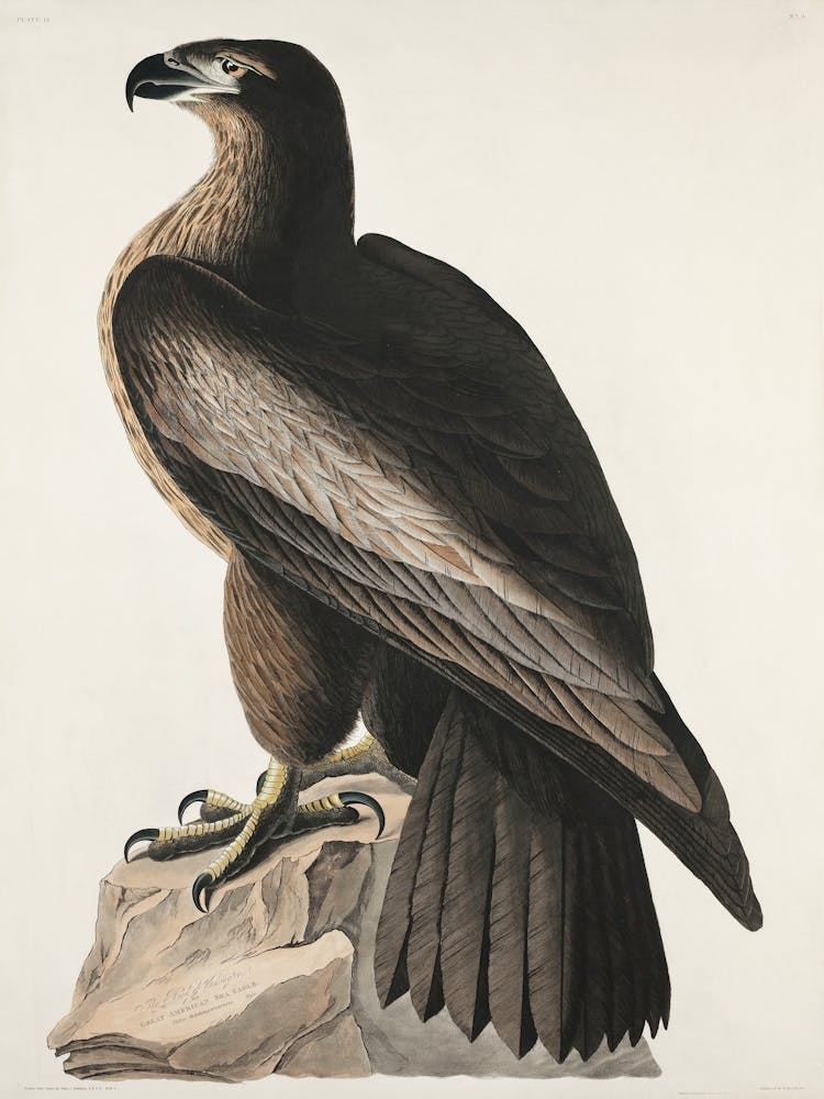 The Bird Of Washington Or Great American Sea Eagle By John James Audubon