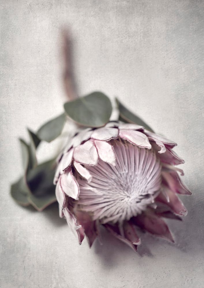 Pale Proteas 5
