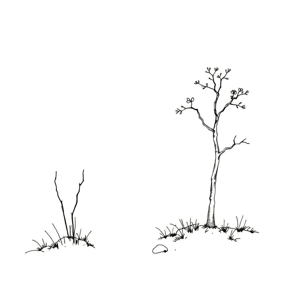 Two Trees