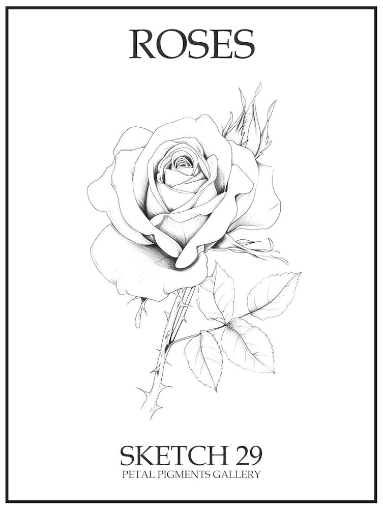 Roses Sketch 29 Poster
