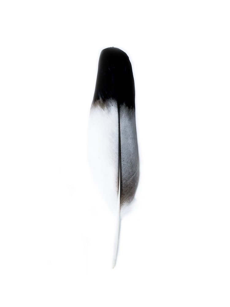 Black And White Feather Spirit