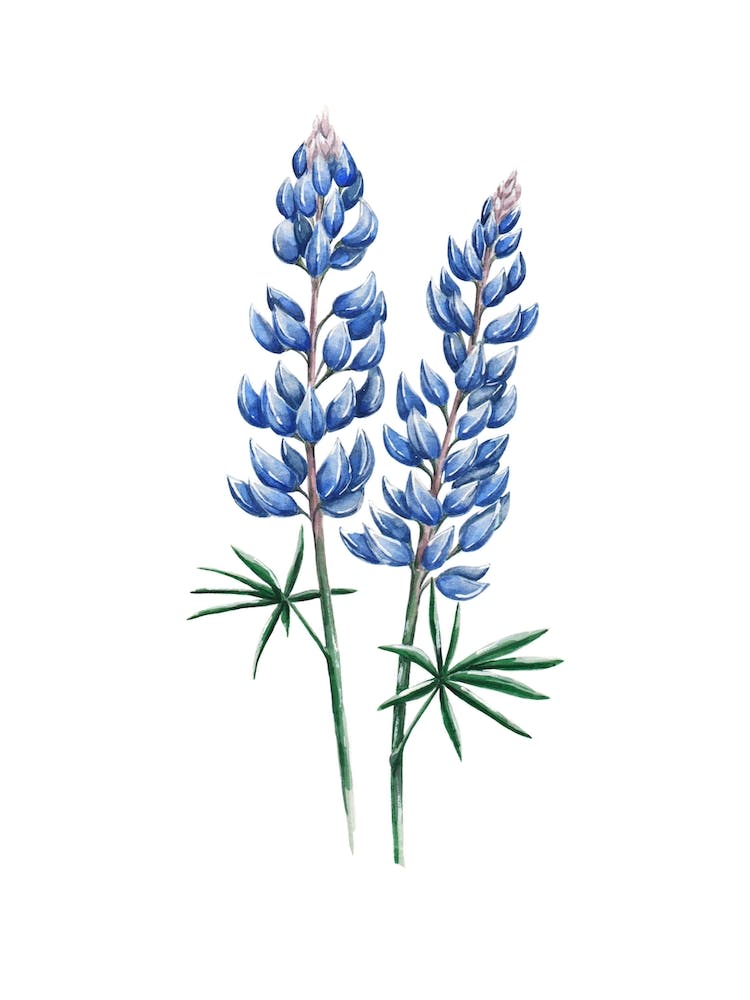 Lupin Bleu Floral Aquarelle
