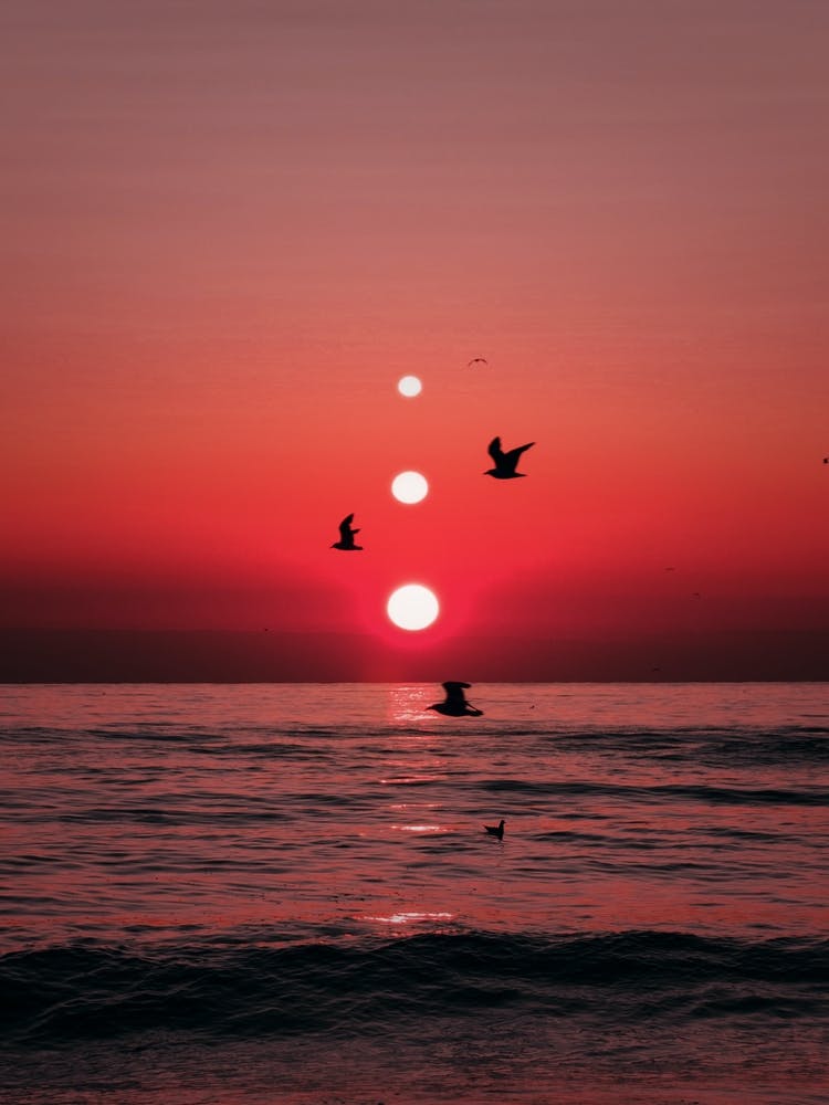 Trois Couchers de Soleil et Oiseaux
