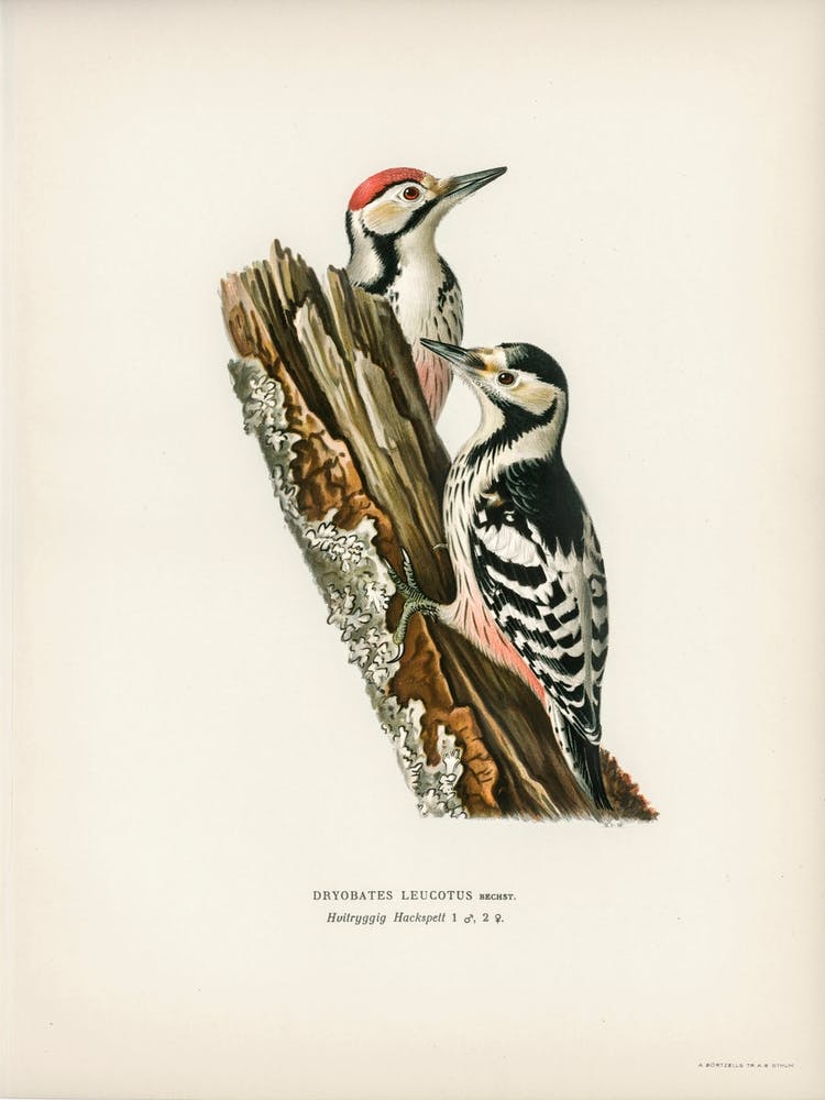 Weißrückenspecht (Dryobates Leucotus), Die Von Wright Brüder