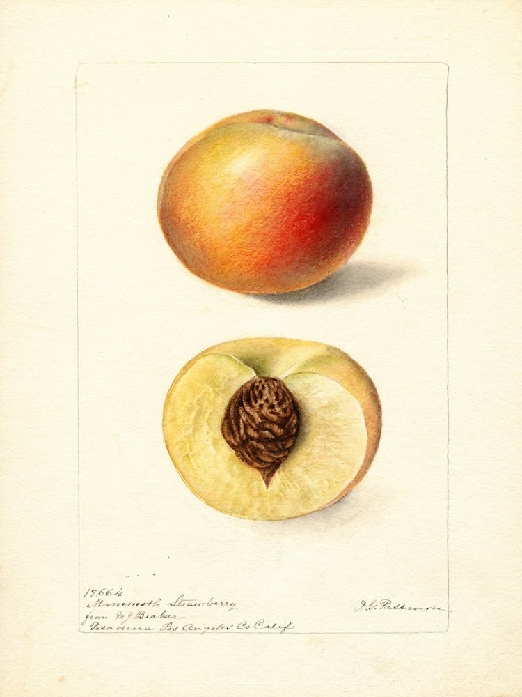 Apricots