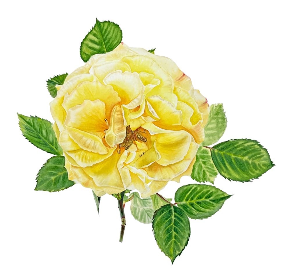 Yellow Rose