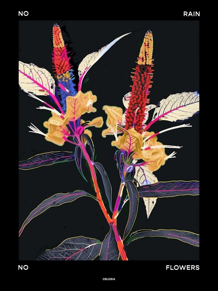 No Rain No Flowers Poster Celosia 3