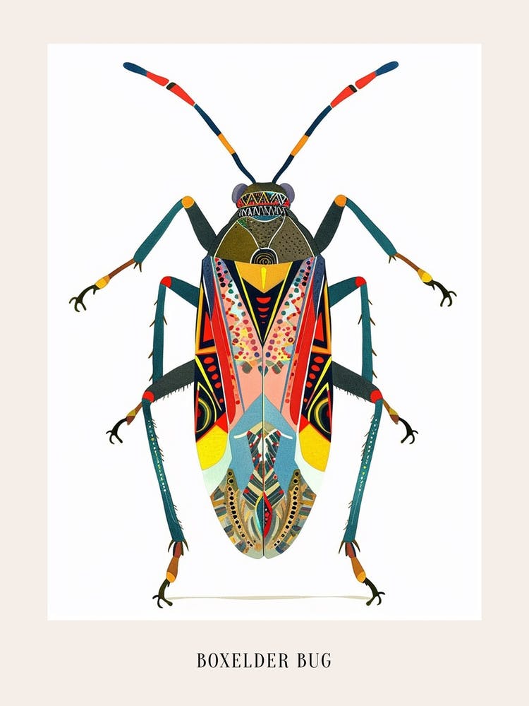 Colourful Insect Illustration Boxelder Bug 6 Poster