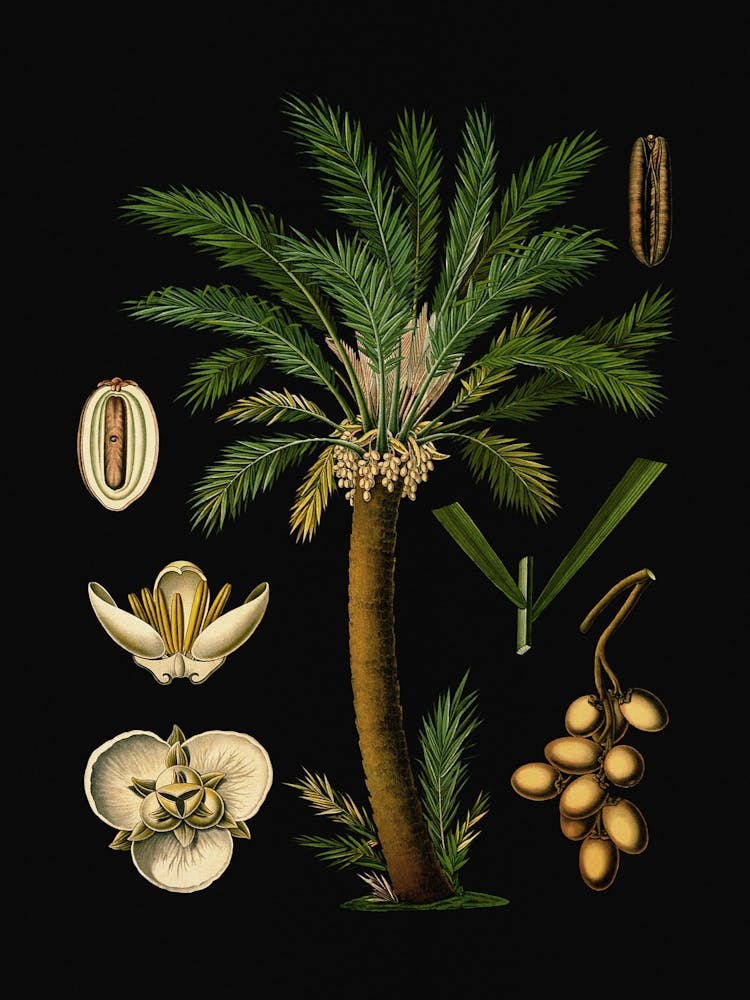 Vintage Bollmann 2 Dattelpalme