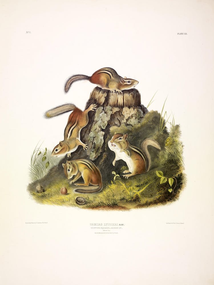 Chipping Squirrel, John James Audubon