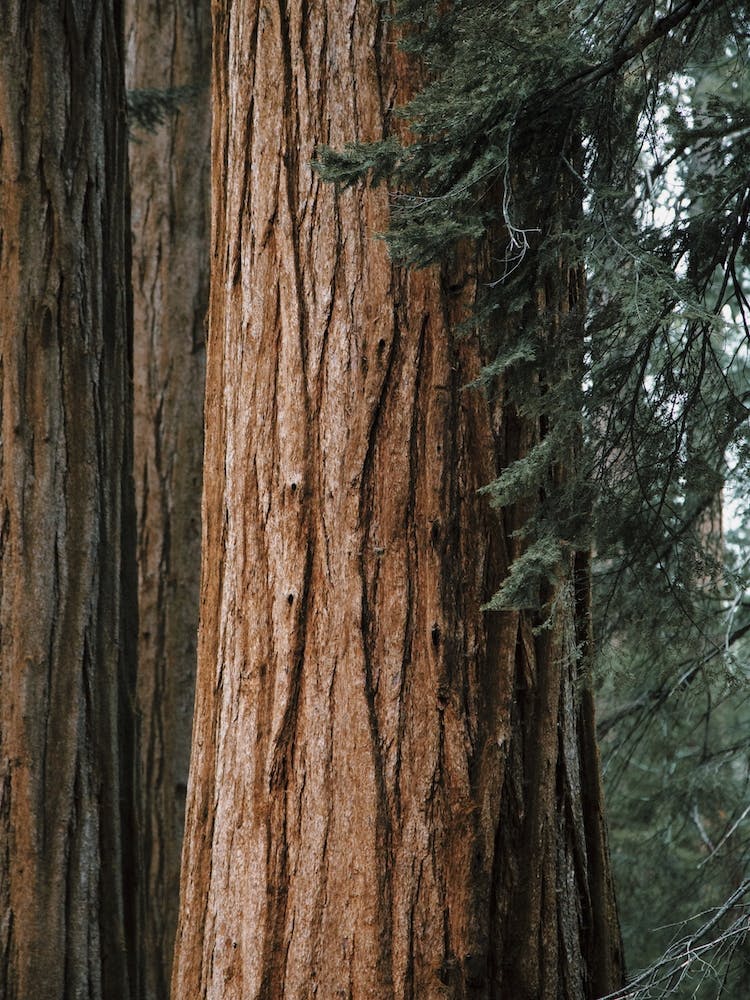 Redwood Tree
