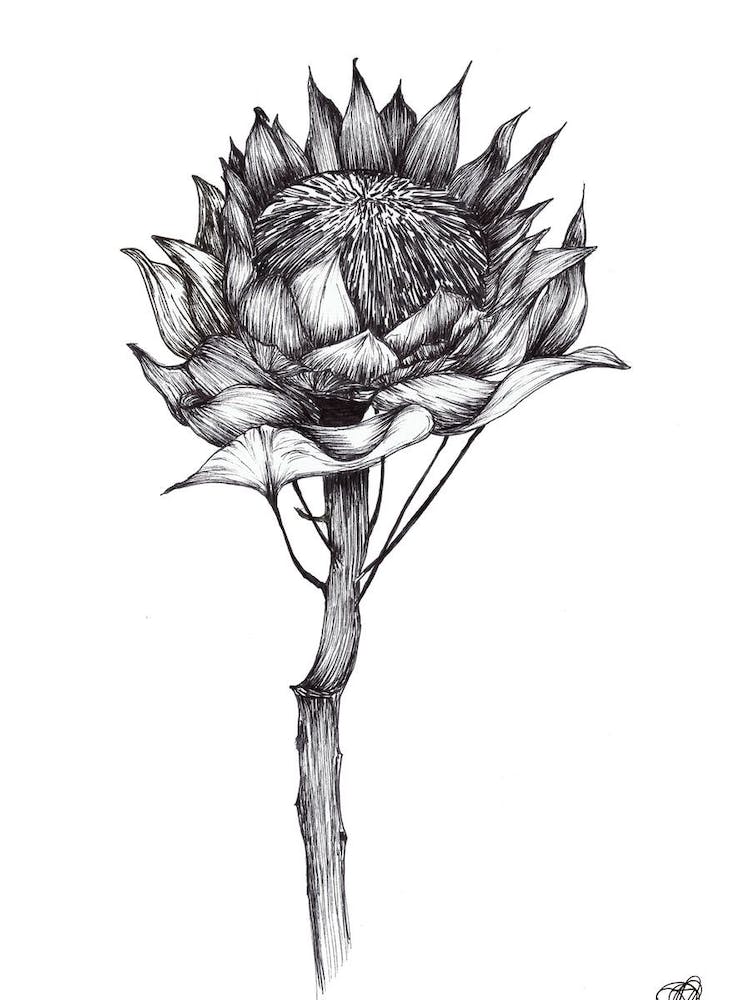 Black and White South African Protea