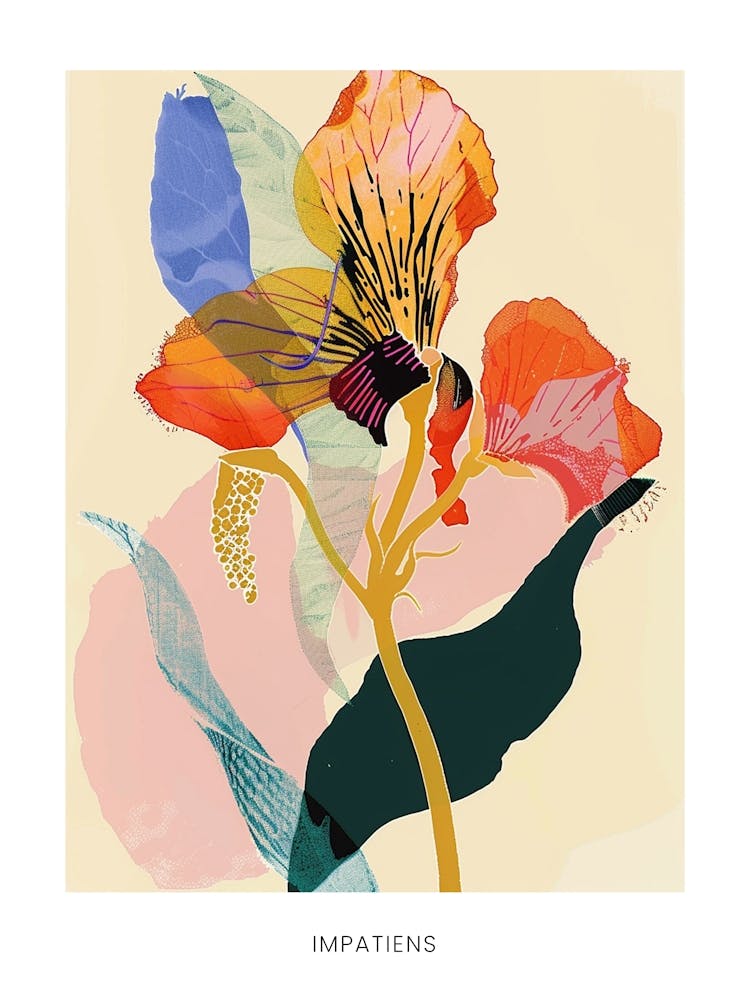 Colourful Flower Illustration Poster Impatiens 4