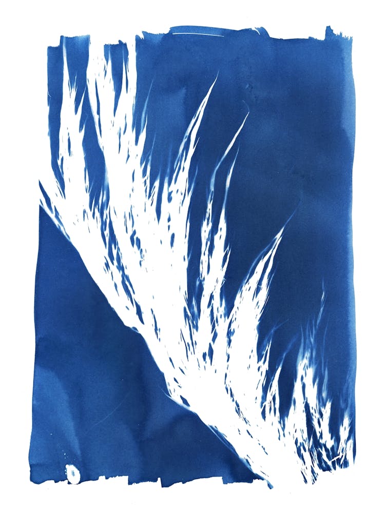 Pampas Grass Botanical Cyanotype