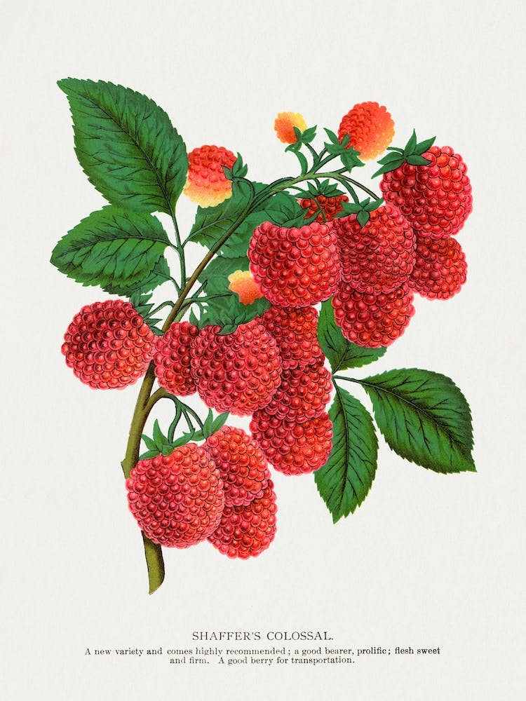 Raspberry Lithograph