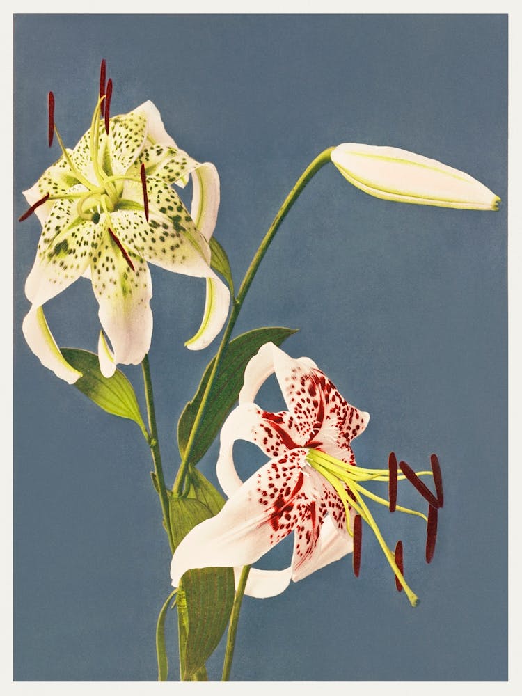 Lilies Collotype From Japan, Kazumasa Ogawa
