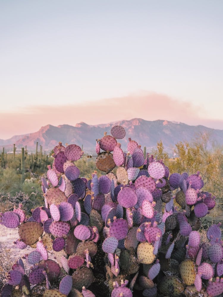Purple Cactus In Desert