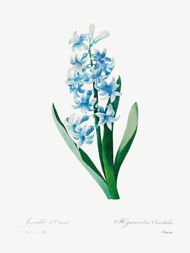 Blue Hyacinth, Pierre Joseph Redouté 