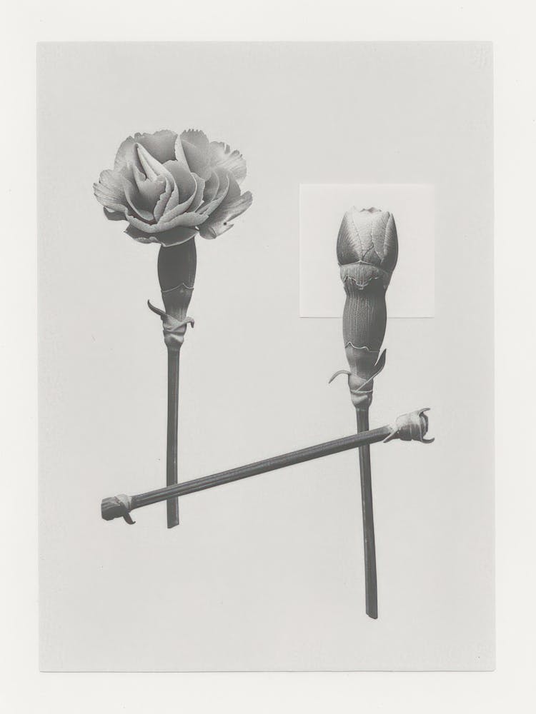 Carnation Flower Photo Collage 1