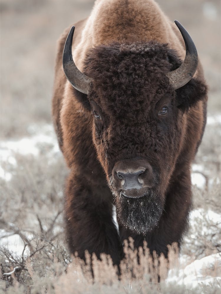 Western Bison