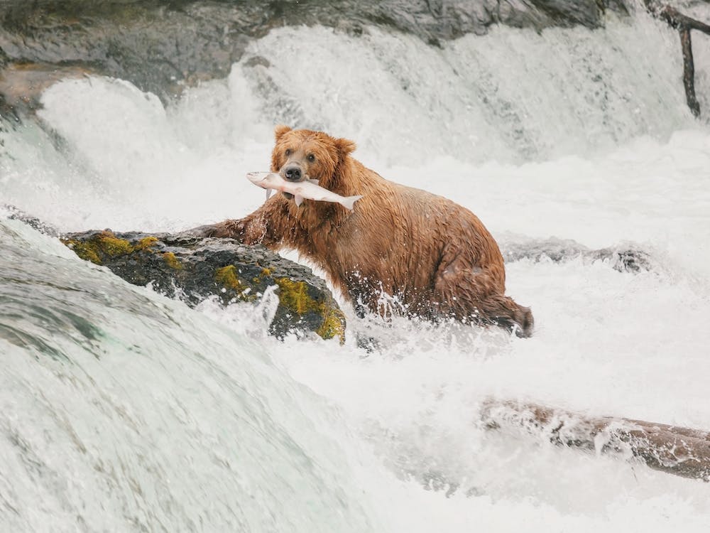 Grizzly Bear During Salmon Run