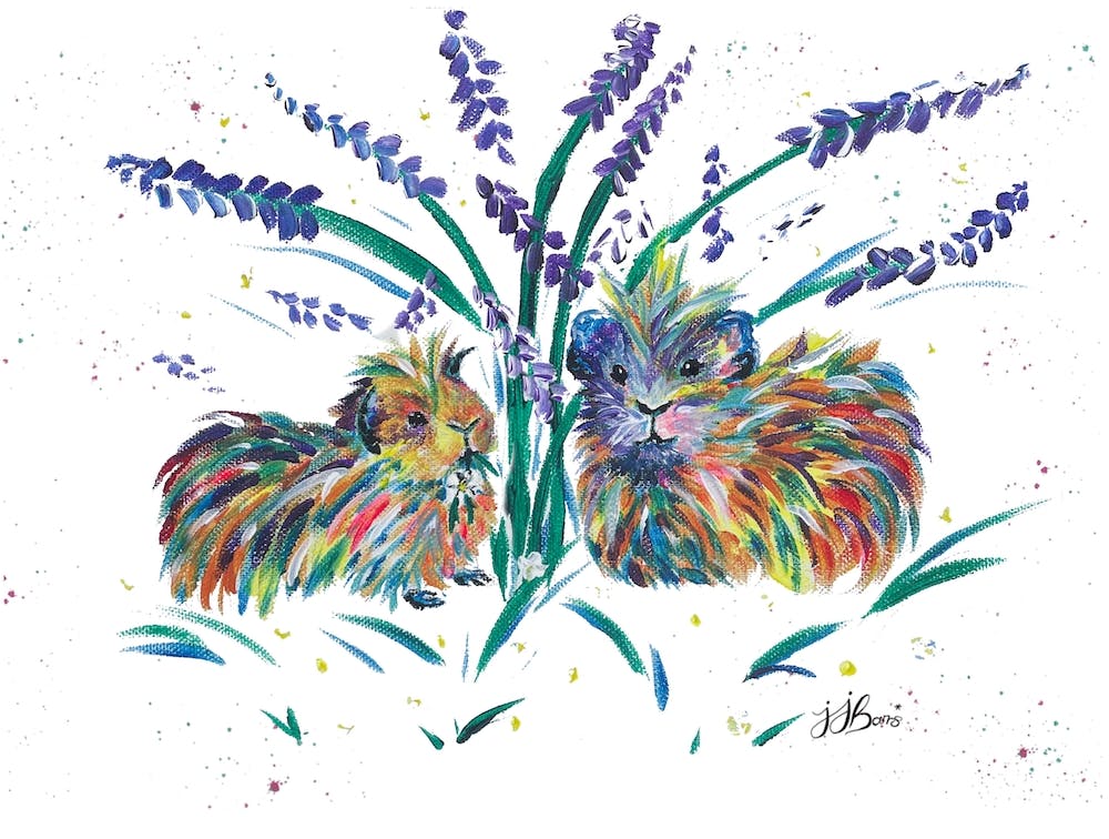 Colourful Guinea Pig pair