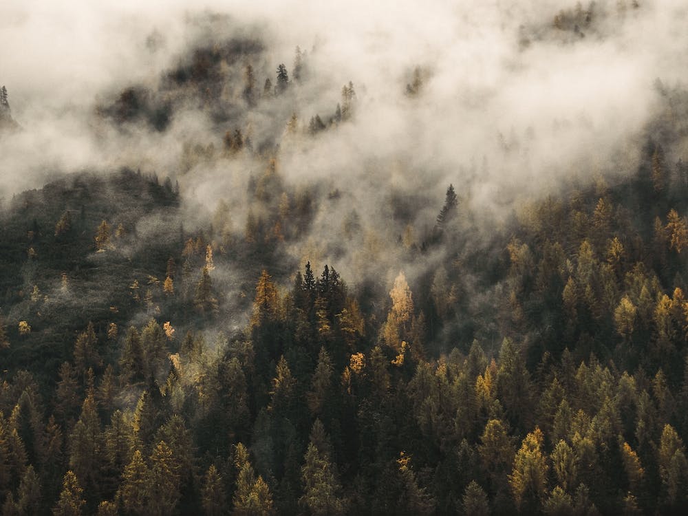 Misty Forest Scenery