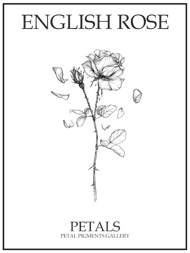Poster Dessin au Trait de Pétales de Rose Anglaise 2