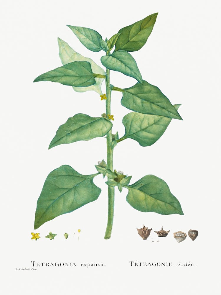 Tetragonia Expansa (New Zealand Spinach) From Histoire Des Plantes Grasses (1799), Pierre Joseph Redoute