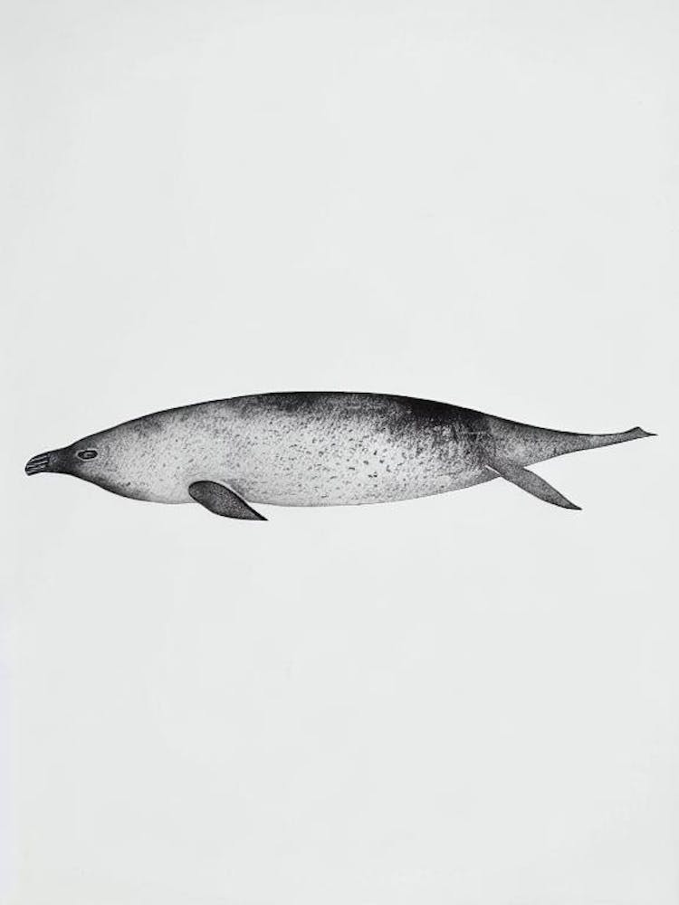 Elephant Seal Black & White Drawing