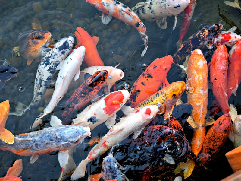 Koi Pond