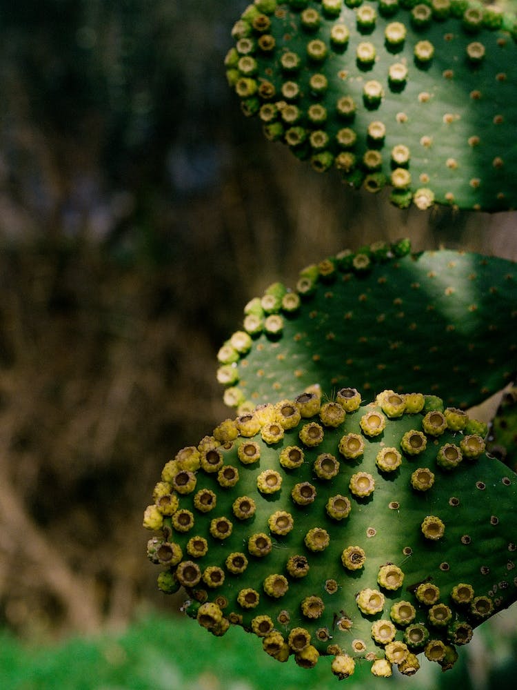 Abstract Close Up Succulents 