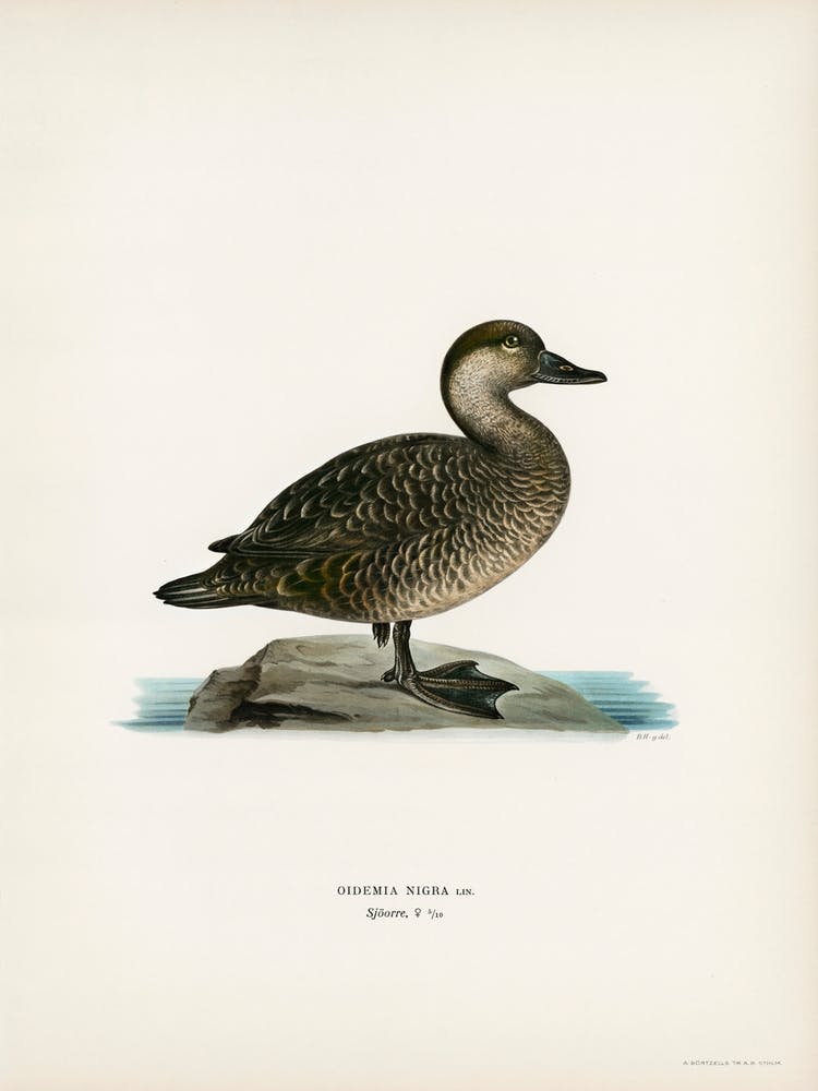 Black Scoter Female, The Von Wright Brothers