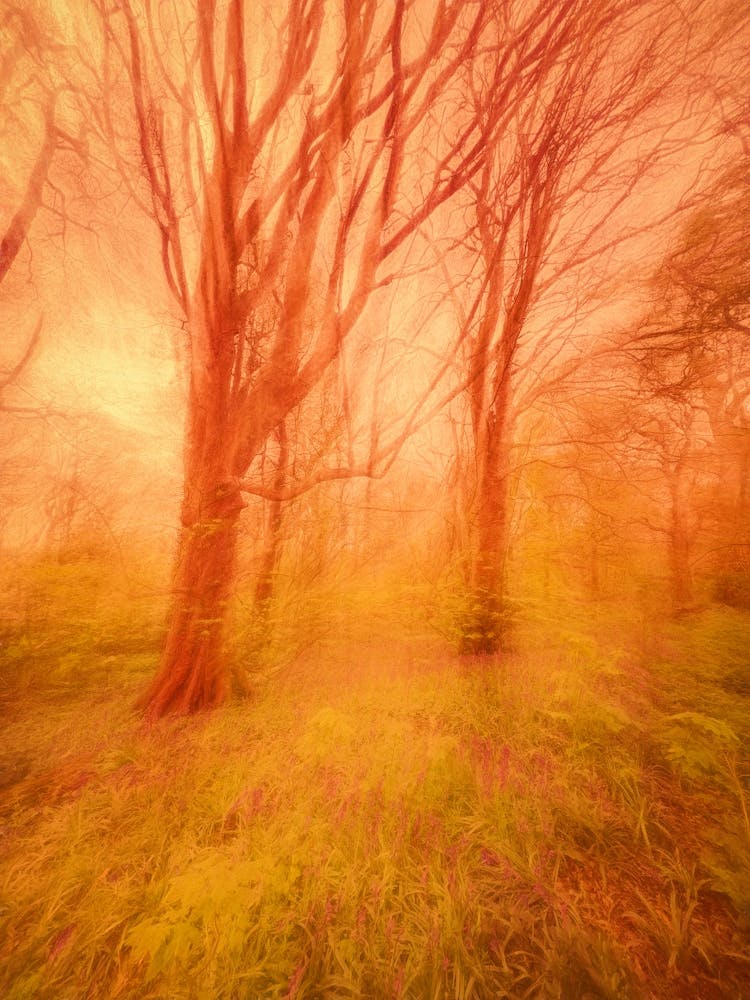 Sunrise In The Woods