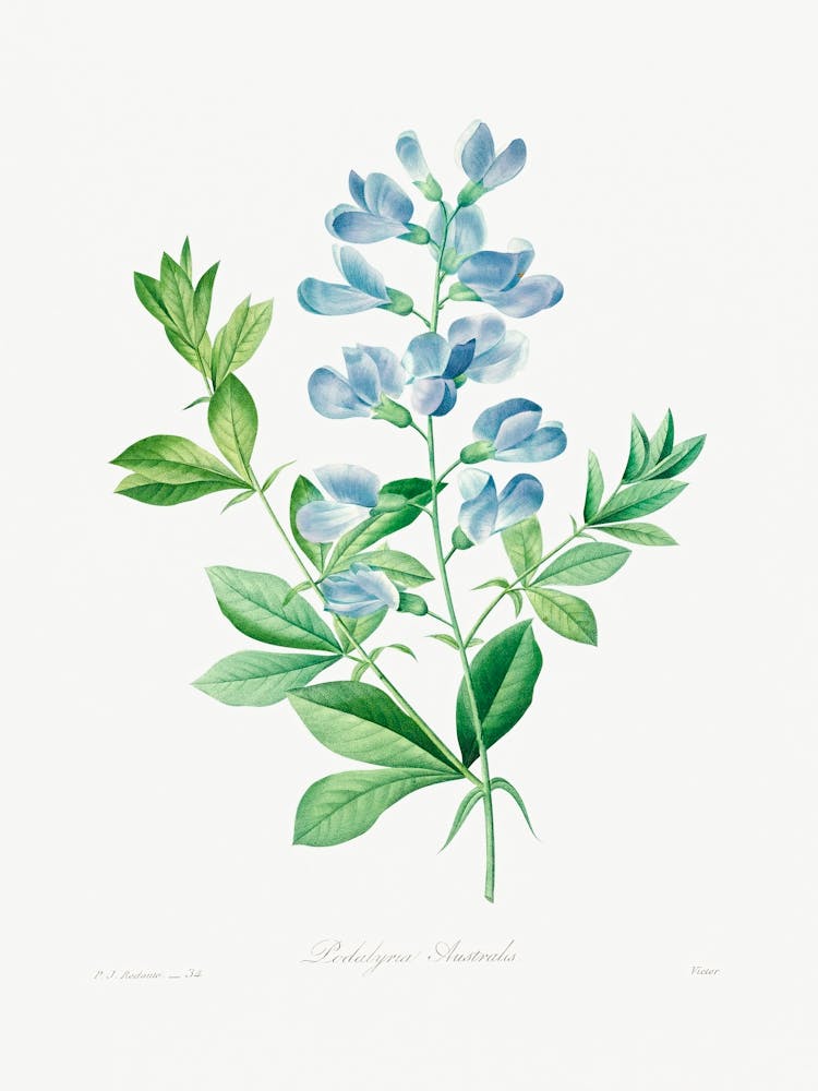Sweet Pea, Pierre Joseph Redoute