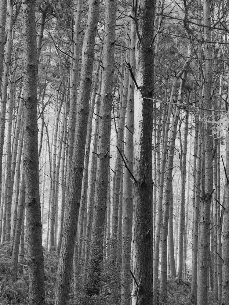 Black And White Forest