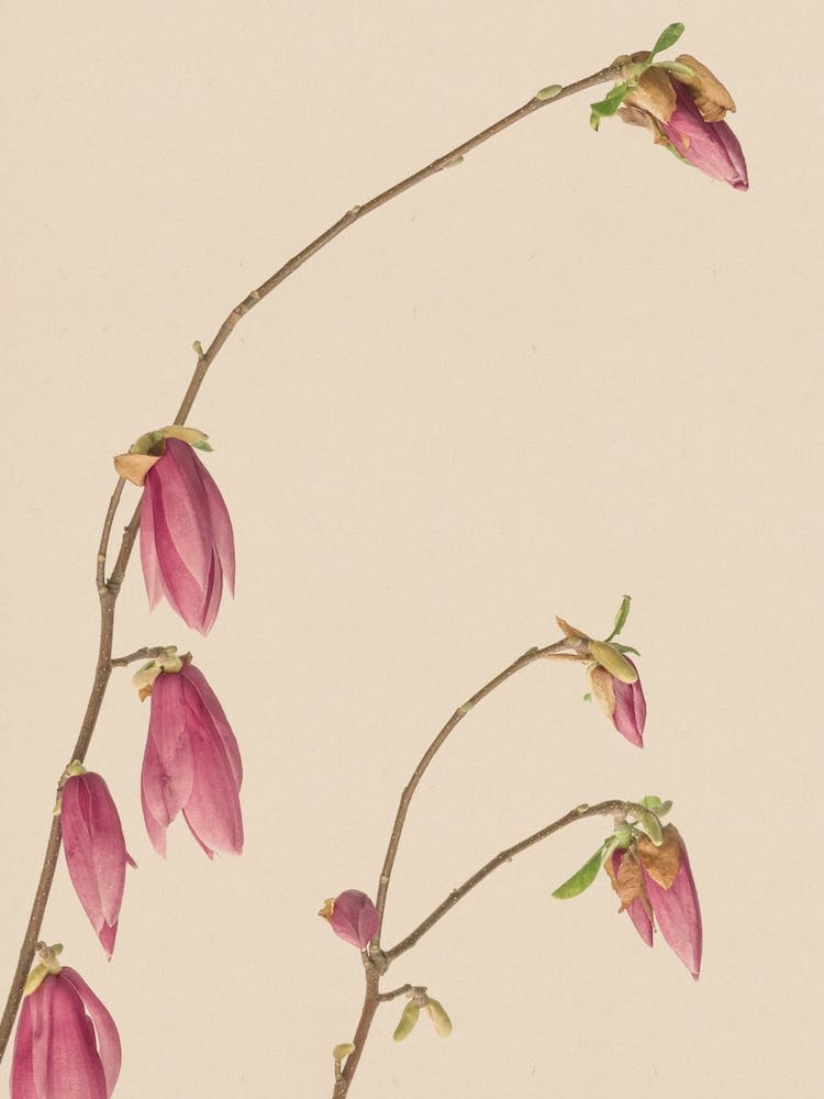 Botanic Antique Pink